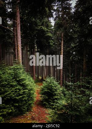 Pfad in tiefen Kiefernwald. Unbefestigte Straße, Wanderweg, Wanderweg in geheimnisvollen, dunklen Wald. Stockfoto