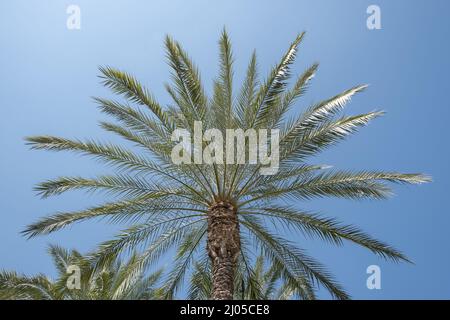 Niedriger Winkel der Palme Dattelbaum gegen den blauen Himmel. Palmenblätter an der tropischen Küste Stockfoto