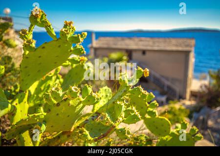 Kaktusfeige an der Adriaküste in Kroatien in Nahaufnahme mit verschwommenem Hintergrund. Stockfoto