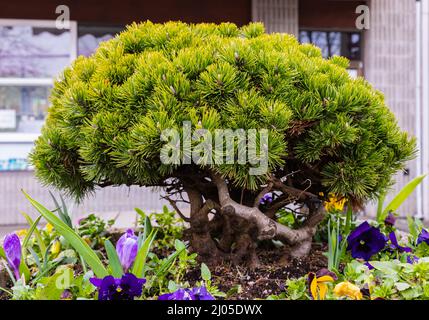 Bonsai-Kiefer mit gebogenem Stamm aus nächster Nähe im Topf Stockfoto