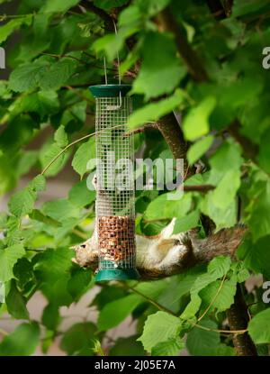 Nahaufnahme eines Grauhörnchen, das Nüsse von einem Vogelfutterhäuschen aus Großbritannien isst. Stockfoto