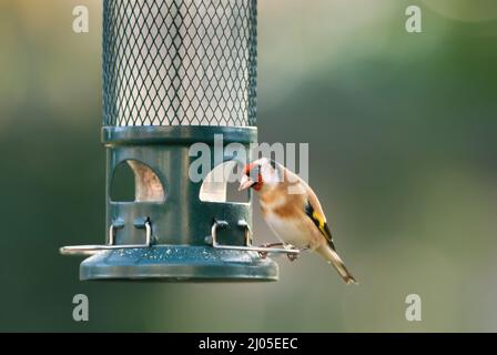 Nahaufnahme der europäischen Goldfinkenfütterung auf einem Futterhäuschen, Großbritannien. Stockfoto