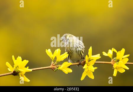 Eurasischer, jugendlicher Siskin, der auf einem Ast mit gelben Blüten thront, Großbritannien. Stockfoto