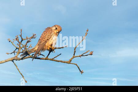 Nahaufnahme eines gemeinen Turmfalken, der in einem Baum gegen den blauen Himmel thront, England. Stockfoto