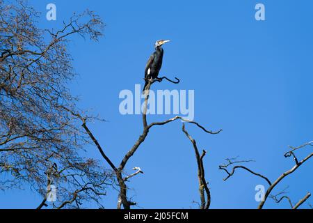 Ein großer Kormoran (Phalacrocorax carbo), Hannoversch Münden, Niedersachsen, Deutschland, Europa Stockfoto