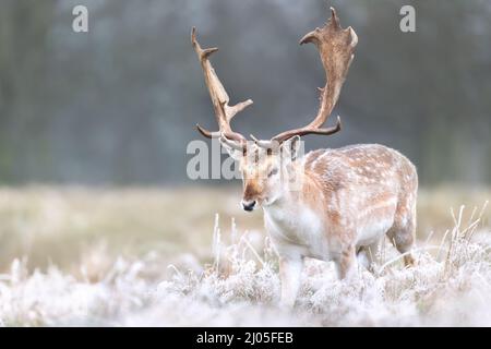 Nahaufnahme eines Damhirsches an einem frostigen Wintertag, Großbritannien. Stockfoto