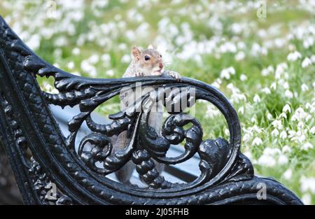 Nahaufnahme eines Grauhörnchen auf einer Metallbank in einem Park im Frühjahr, Großbritannien. Stockfoto