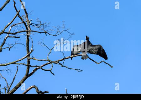 Ein großer Kormoran (Phalacrocorax carbo), Hannoversch Münden, Niedersachsen, Deutschland, Europa Stockfoto