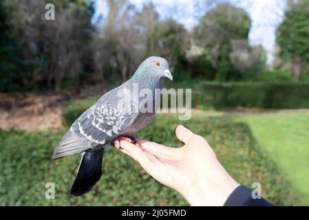 Nahaufnahme einer Feral-Taube, die aus einer Hand in einem Park, Großbritannien, füttert. Stockfoto