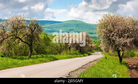 Blühende Bäume im Frühling. Im Frühling schlängelt sich die Straße durch die gebirgige Landschaft. An einem sonnigen Tag schöne ländliche Naturkulisse. Wolken ziehen an Stockfoto