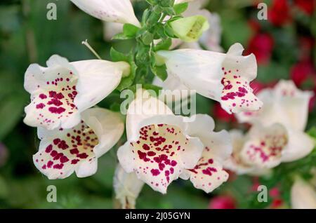 Nahaufnahme einer Reihe von atemberaubenden Digitalis Purpurea oder Foxglove Flowers Stockfoto