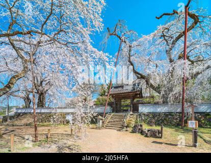 saitama, chichibu - märz 09 2022: Wunderschöne Landschaft mit alten Shidarezakura, weinenden Kirschblüten, die das Yakuimon-Tor der BU überblicken Stockfoto