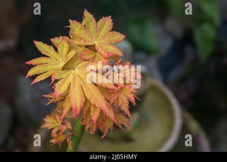 Japanische Ahornblätter wachsen nach dem Beschneiden im Sommer im Freien Stockfoto