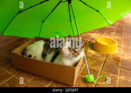 Goiânia, Goias, Brasilien – 16. März 2022: Eine schlafende Katze, die in einem Karton unter einem grünen Regenschirm liegt. Stockfoto