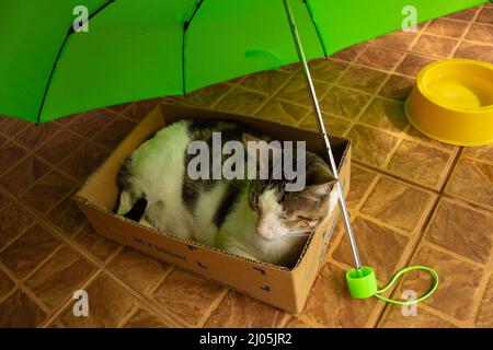 Goiânia, Goias, Brasilien – 16. März 2022: Eine schlafende Katze, die in einem Karton unter einem grünen Regenschirm liegt. Stockfoto