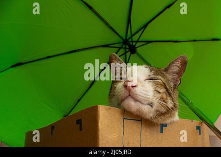 Goiânia, Goias, Brasilien – 16. März 2022: Eine schlafende Katze, die in einem Karton unter einem grünen Regenschirm liegt. Stockfoto