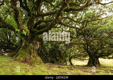 Der mystische Lorbeerwald von Fanal auf der Insel Madeira besteht aus beeindruckenden alten, stinkenden Lorbeerbäumen mit knarrigen, mit Moos bedeckten Ästen Stockfoto