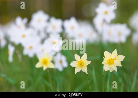 Gelbe Narzissen, blühende Narzissen, Frühling im Garten. Stockfoto