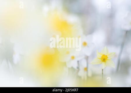 Schöne Narzissen, blühende Narzissen, Frühling im Garten Stockfoto