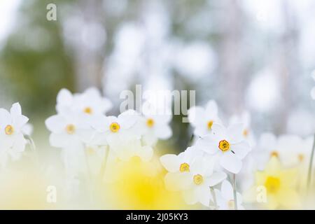 Weiße Narzissen, Poeticus Narzissen, Narcissus poeticus Actaea, blüht im Frühling Stockfoto