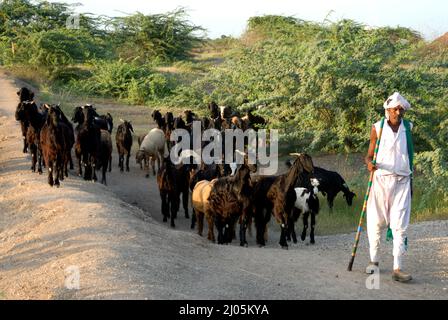 Amreli; Gujarat; indien : Sep. 20; 2009 : Südasiatischer Inder in traditionellem Kleid mit Schiffsziegen Stockfoto