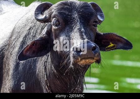 Selektive Nahaufnahme des schwarzen Büffelgesichtes. Büffelbaden im Fluss getränkt. Tier am Flussufer Stockfoto