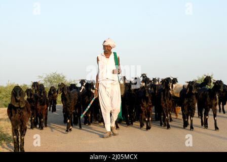 Amreli; Gujarat; indien : Sep. 20; 2009 : Südasiatischer Inder in traditionellem Kleid mit Schiffsziegen Stockfoto