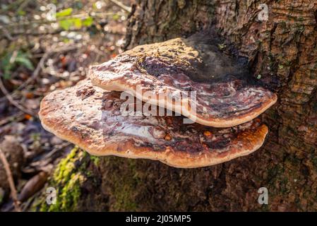Zwei Rotgurtpilze (Fomitopsis pinicola) in einem Wald in Deutschland. Es ist ein Stammzerfallpilz, der häufig auf Weichholz- und Laubbäumen aufkommt. Stockfoto