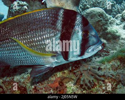 Twobarseabream (Acanthopagrus bifasciatus) im Roten Meer, Ägypten Stockfoto