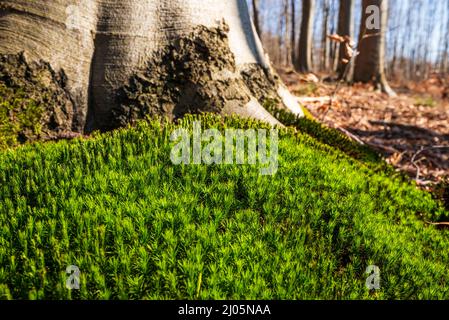 Ein grüner Teppich aus gemeinem Haarmüpfenmoos (Polytrichum commune), der am Fuße einer Buche in einem Wald wächst, Weserbergland, Deutschland Stockfoto