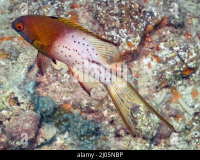 Ein LyRetail-Hogfisch (Bodianus anthiodes) im Roten Meer Stockfoto