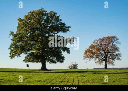 Ländliche Szene mit mächtiger alter Eiche ('Huteeichen', Weideeichen) auf grüner Wiese unter klarem blauen Himmel im Raum Reinhardswald, Hessen, Deutschland Stockfoto