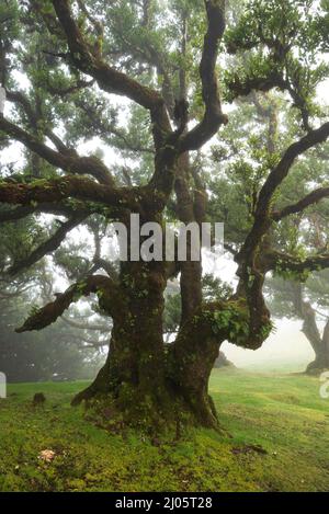 Überirdisch alter, mit Moos und Farn bedeckter Lorbeerbaum (Ocotea foetens) im alten Lorbeerwald von Fanal, Madeira, Laurissilva Stockfoto