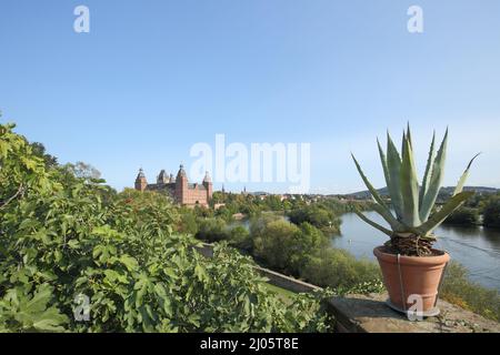 Schlossgarten mit Gemeiner Feige (Ficus carica) und Blick auf Schloss Johannisburg in Aschaffenburg, Bayern, Deutschland Stockfoto