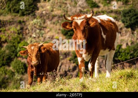 Braun-weiß gefleckte Kuh und ihr Kalb grasen auf der Weide in der Nähe von Prazeres, Madeira, Portugal Stockfoto