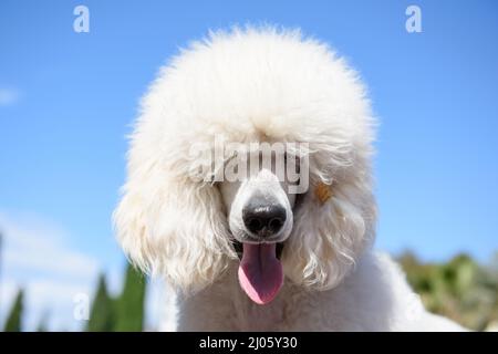 Porträt eines weißen Großpudelhundes vor blauem Himmel. Stockfoto