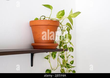 Nahaufnahme einer Topfpflanze aus Teufelsefeupflanzen auf einer Grenze an einer weißen Wand Stockfoto