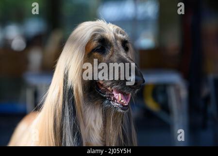 Porträt eines afghanischen Hundes, der wegschaut. Stockfoto