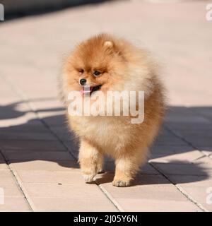 Ein rothaariger Hund der pommerschen Rasse läuft unter der strahlenden Sonne entlang der Pflastersteine. Stockfoto