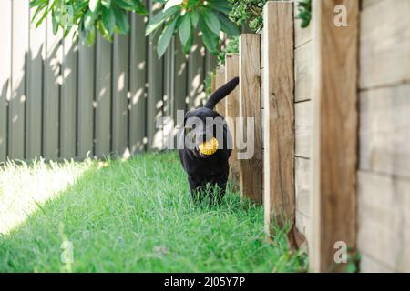 Schwarzer labrador spielt auf grünem Gras im Hinterhof mit hellgelber Kugel Stockfoto