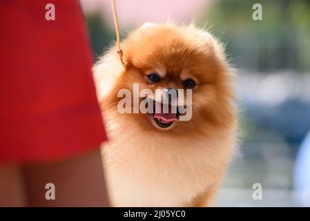 Ein pommerscher Hund blickt hinter das Bein einer Frau. Stockfoto