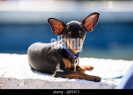 Die Prager Ratter-Hunderasse winkte, als sie auf der sonnenbeschienenen Brüstung lag. Stockfoto