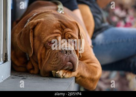 Dogue de Bordeaux, französischer Mastiff, Hund liegt auf einer Betonfensterbank. Stockfoto