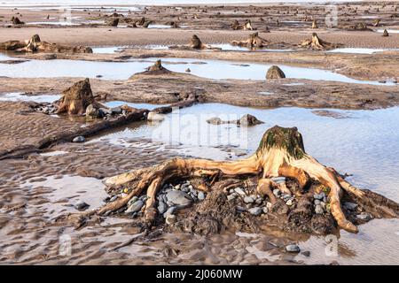 Überreste von normalerweise unter Wasser versteinerten Wäldern, die durch Stürme zwischen Borth und Ynysidas Wales UK aufgedeckt wurden Stockfoto