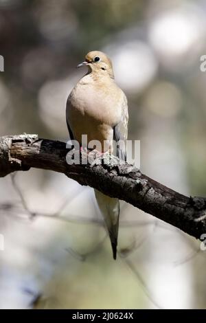 Trauernde Taube Erwachsener, der auf einem Baumzweig steht. Santa Clara County, Kalifornien, USA. Stockfoto