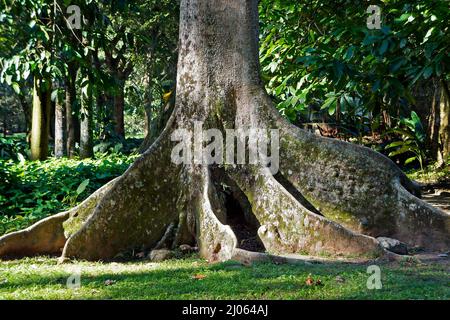 Tabellarische Wurzeln im tropischen Regenwald, Rio, Brasilien Stockfoto