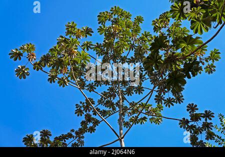 Schlangenholz (Cecropia peltata), Rio de Janeiro Stockfoto