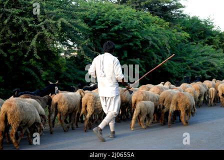 Amreli; Gujarat; indien : Sep. 20; 2009 : Südasiatischer indischer Schäferhund in traditioneller Kleidung mit Schafen Stockfoto