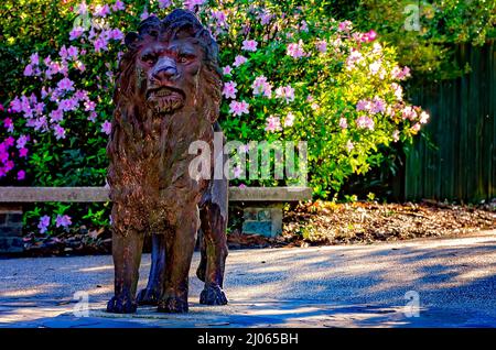 Südindische Azaleen (Rhododendron) blühen hinter einer Löwenstatue am Lion Overlook in Bellingrath Gardens, 4. März 2022, in Theodore, Alabama. Stockfoto