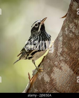 Black and White Warbler thronte während des Vogelzugs auf der Seite eines Baumes. Stockfoto